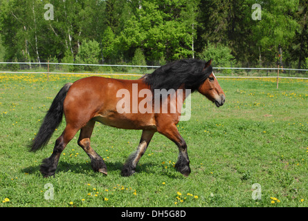 Gypsy Vanner Pferd Stockfoto