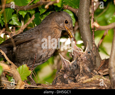 Eine Amsel, die Fütterung der Küken Stockfoto