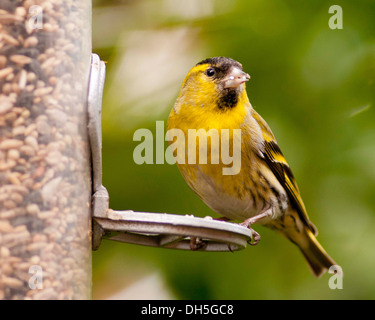 Ein Lakeland Zeisig auf einem feeder Stockfoto