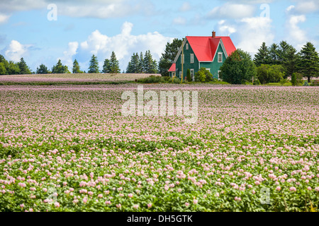 Rosa Blüte Kartoffelpflanzen auf einem Kartoffel-Bauernhof im ländlichen Prince Edward Island, Kanada. Stockfoto