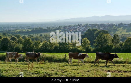 Landschaft mit Kühen und Wiese rund um Emmendingen (Süddeutschland) am Abend Stockfoto