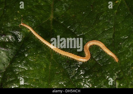 Drahtwürmer, die Larven der Klick Käfer (Elateridae), Boden-bewohnen Schädlinge. Stockfoto