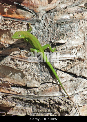 kleine grüne Eidechse auf Rinde im sonnigen Ambiente Stockfoto