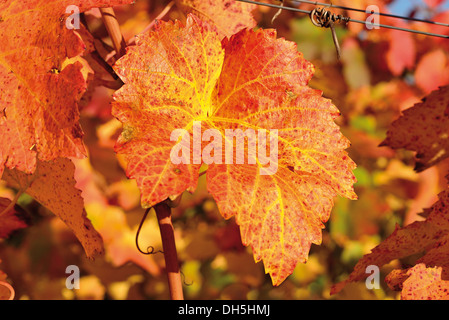 Deutschland, Baden-Württemberg: Weinblätter mit warmen Herbstfarben Weinsberg Weinberge in der letzten Oktober-Sonne Stockfoto