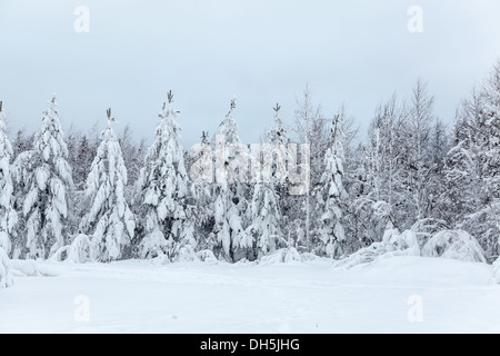 Landschaft von Bäumen im Wald mit Schnee bedeckt. Karelien, Russland Stockfoto