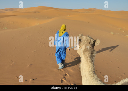 Dromedar (Camelus Dromedarius), Wüste wandern, Erg Chebbi, Marokko, Afrika Stockfoto