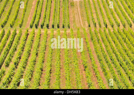 Weinbau im Rheingau, UNESCO World Heritage Site Oberes Mittelrheintal Mittelrheintal, Rüdesheim, Hessen Stockfoto