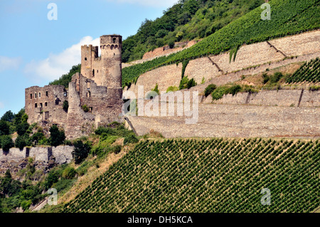 Ruine der Burg Ehrenfels in der Nähe von Assmannshausen, UNESCO World Heritage Kulturlandschaft Oberes Mittelrheintal, Hessen Stockfoto