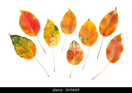 Herbstlaub auf weißem Hintergrund Stockfoto