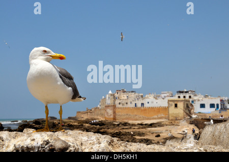 Sqala De La Kasbah, Malecon am alte von Essaouira, Mogador, UNESCO World Heritage Site, Marokko, Afrika Stockfoto