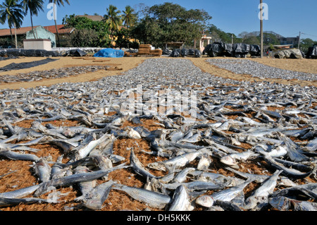 Getrockneter Fisch Trocknen auf Kokosmatten auf den Strand, Negombo, Sri Lanka, Südasien, Asien Stockfoto