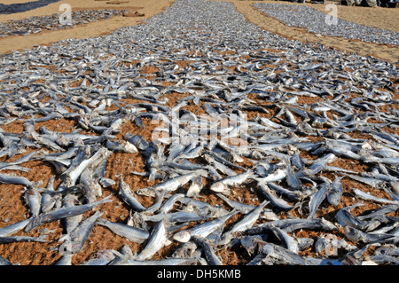 Getrockneter Fisch, Fisch liegen auf Kokosmatten am Strand zum Trocknen, Negombo, Sri Lanka, Südasien, Asien Stockfoto