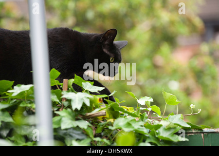 Schwarze Hauskatze Streifen entlang einer Gartenmauer. Stockfoto