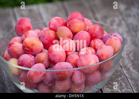 Victoria-Pflaumen frisch vom Baum gepflückt. Stockfoto