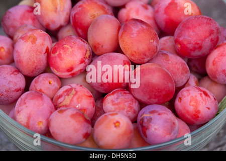 Victoria-Pflaumen frisch vom Baum gepflückt. Stockfoto