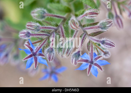 Borretsch (Borrango Officinalis), auch bekannt als ein Starflower. Stockfoto