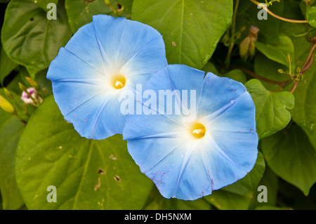 Blauer Stern (Ipomoea Tricolor 'Heavenly Blue') Stockfoto