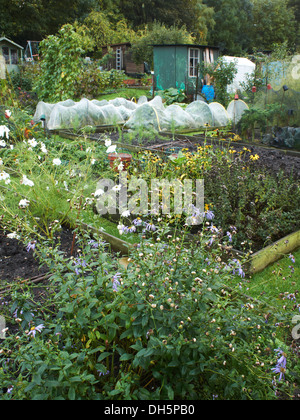 Zuteilung Blumen Schuppen und Grundstücke Stockfoto