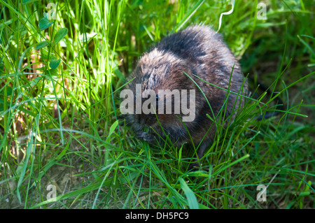 Schermaus (Arvicola Amphibius) am Ufer Stockfoto