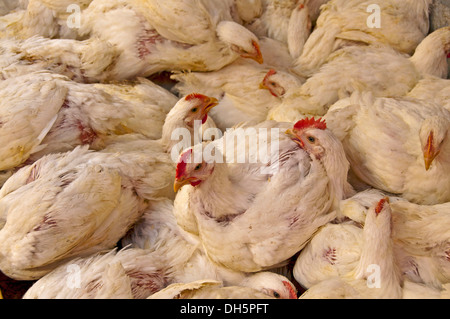 Caged Hühner (Gallus Gallus Domesticus), Massentierhaltung Stockfoto