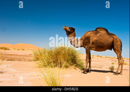 Dromedar Kamel oder arabischen Kamel (Camelus Dromedarius) stehen in den Sand, Erg Chebbi, Marokko, Marokko, Südafrika Stockfoto