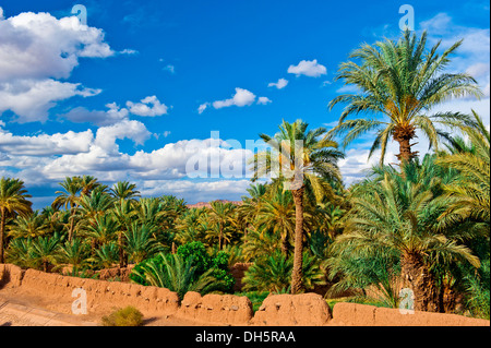 Ein Palmenhain mit Dattelpalmen (Phoenix) ist umgeben von einem verwaschen Schlamm Ziegel Wand, Draa-Tal, Südmarokko, Marokko Stockfoto