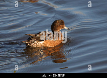 Nahaufnahme eines eurasischen Mädchens (Mareca penelope) beim Schwimmen Stockfoto