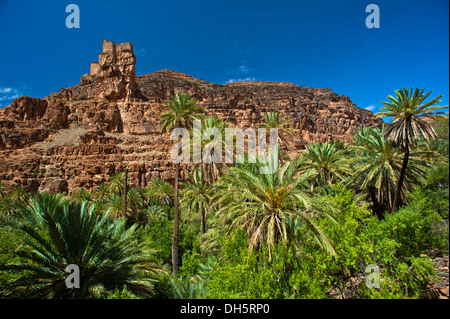 Agadir Aguelluy, befestigte Burg auf einem Felsen Datum Palmen (Phoenix) auf Vorderseite, Amtoudi, Anti-Atlas oder weniger Atlas-Gebirge Stockfoto