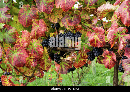 Nahaufnahme von roten Trauben, umgeben von bunten Blätter im Herbst an Denbies Weinberg, Dorking, Surrey Stockfoto