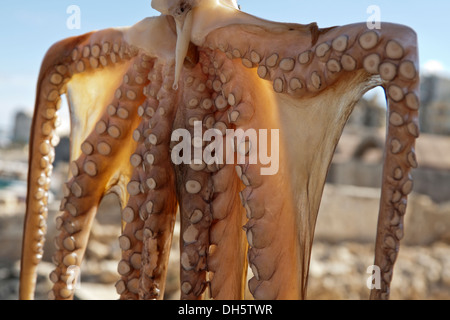 Oktopus in den venezianischen Hafen von Heraklion, Region Heraklion, Kreta, Griechenland zu verkaufen. Stockfoto
