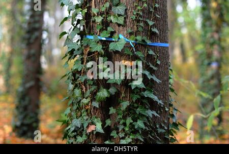 Berlin, Deutschland. 1. November 2013. Ein Schild hängt an einem Baum, der ein Grab in Friedewald, natürliche Begräbnisstätte des Friedhofs am St.-Bartholomäus-Kirche in Berlin, Deutschland, 1. November 2013 markiert. Drei Hektar Waldflächen stehen Menschen auf dem Friedhof begraben. Foto: BRITTA PEDERSEN/Dpa/Alamy Live News Stockfoto