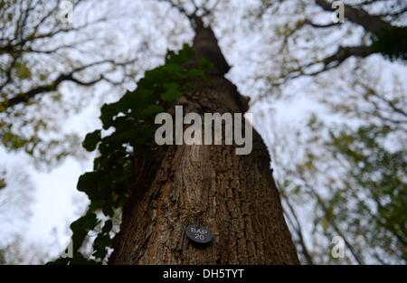 Berlin, Deutschland. 1. November 2013. Ein Schild hängt an einem Baum, der ein Grab in Friedewald, natürliche Begräbnisstätte des Friedhofs am St.-Bartholomäus-Kirche in Berlin, Deutschland, 1. November 2013 markiert. Drei Hektar Waldflächen stehen Menschen auf dem Friedhof begraben. Foto: BRITTA PEDERSEN/Dpa/Alamy Live News Stockfoto