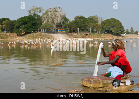 Ältere Frau, die ihre Wäsche auf einem waschen Stein neben einem See, Pelikane und Reiher stehen im Wasser an der Rückseite Stockfoto