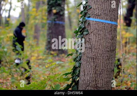 Berlin, Deutschland. 1. November 2013. Bäume für Gräber für Familienmitglieder oder Freunde in Friedewald, natürliche Begräbnisstätte des Friedhofs am St.-Bartholomäus-Kirche in Berlin, Deutschland, 1. November 2013 markiert. Drei Hektar Waldflächen stehen Menschen auf dem Friedhof begraben. Foto: BRITTA PEDERSEN/Dpa/Alamy Live News Stockfoto