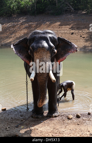 Mahout Reinigung eines asiatischen Elefanten (Elephas Maximus), Kappukadu Elephant Rehabilitation Centre, Indien. Stockfoto