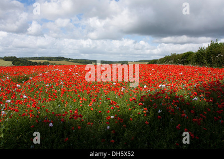 Opium Poppy field, Preston Candover, UK Stockfoto