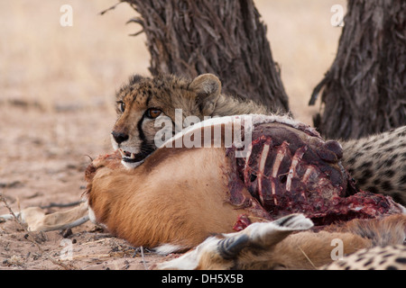 Gepard Cub ruhen Sie sich nach Schlemmen auf einen Kill in der Kalahari-Wüste Stockfoto