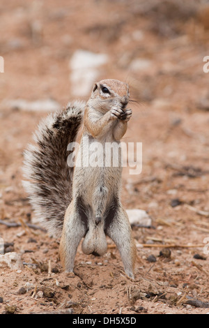 Kap-Borstenhörnchen in der Kalahari-Wüste Stockfoto