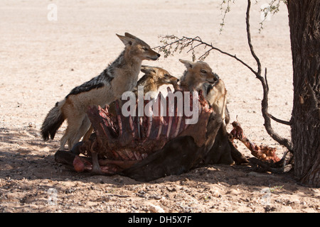 Pack Black backed Jackals mit Leichnam in der Kalahari Wüste Stockfoto