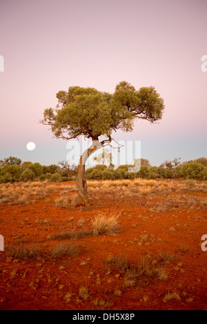 Einsamer Baum, rote Erde von Ebenen, rosa Himmel und Vollmond im Morgengrauen in outback australischen Landschaft im Northern Territory Stockfoto