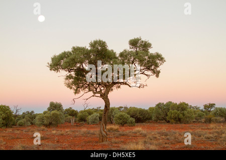 Einsamer Baum, rosa Himmel und Vollmond in der Morgendämmerung im outback australischen Landschaft in der Nähe von Sandover Highway im NorthernTerritory Stockfoto