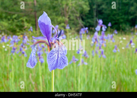 Sibirische Schwertlilie (Iris Sibirica), Nordhessen, Hessen, Deutschland Stockfoto