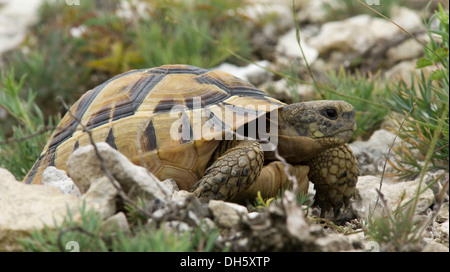 Sporn-thighed Tortoise oder griechische Schildkröte (Testudo Graeca) in Muselievo, Pleven, Bulgarien, Südeuropa Stockfoto