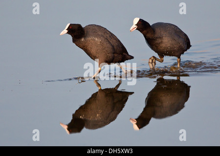 Zwei eurasischen Blässhühner (Fulica Atra) zu Fuß in das Wasser, Nordhessen, Hessen, Deutschland Stockfoto