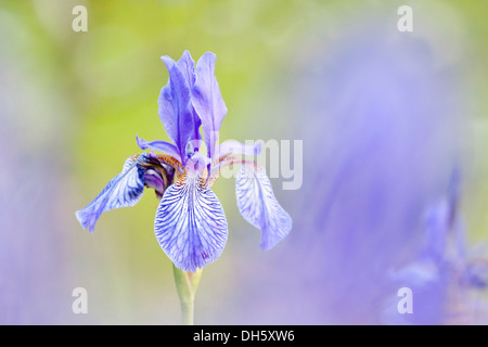 Sibirische Schwertlilie (Iris Sibirica), Nordhessen, Hessen, Deutschland Stockfoto