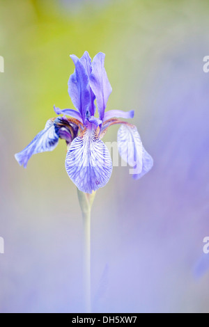 Sibirische Schwertlilie (Iris Sibirica), Nordhessen, Hessen, Deutschland Stockfoto