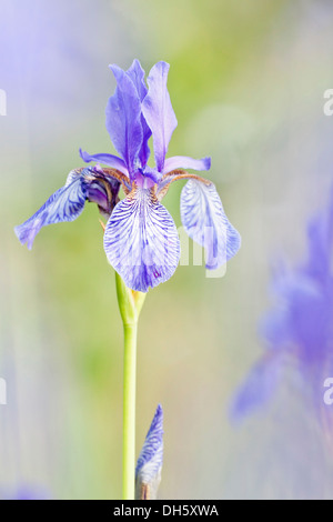 Sibirische Schwertlilie (Iris Sibirica), Nordhessen, Hessen, Deutschland Stockfoto