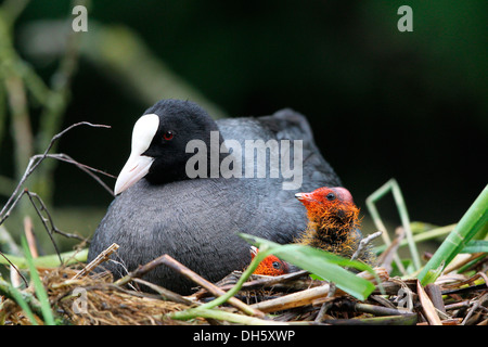 Eurasische Blässhuhn (Fulica Atra) mit Küken im Nest, Nordhessen, Hessen, Deutschland Stockfoto