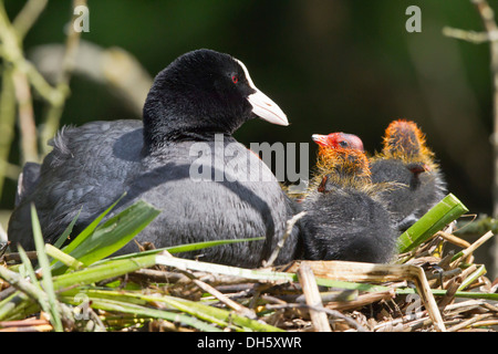 Eurasische Blässhuhn (Fulica Atra) mit Küken im Nest, Nordhessen, Hessen, Deutschland Stockfoto