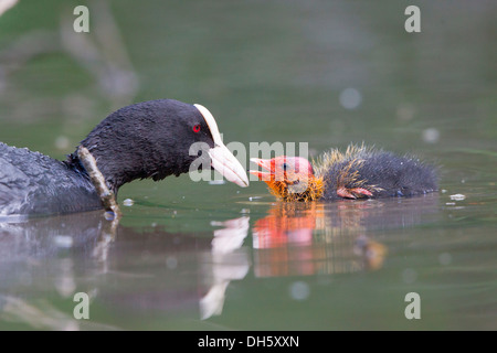 Eurasische Blässhuhn (Fulica Atra) mit einem Küken in der Wasser, Nordhessen, Hessen, Deutschland Stockfoto